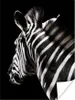 MuchoWow® Poster Zebra - Tier - Schwarz - Porträt 90x120 cm Produktbild-Vorschau 1