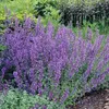 6 x kočičí máta  - Nepeta faassenii 'Six Hills Giant'  | Náhled obrázku produktu 1