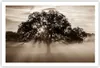 Poster - Poster ohne Rahmen - Baum Feld Natur - 91,5x61 cm Produktbild-Vorschau 1