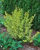 A variegated shrub with green and yellow leaves is planted in a garden bed with mulch and other green plants. Produktbild-Vorschau