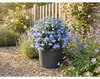 Pflanztopf Campanula Kunststoff Ø 23 cm H 16,6 cm anthrazit Produktbild-Vorschau 2