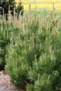 Pinus mugo 'Pumilio', Bergkiefer, kompakt, 25–30 cm Produktbild-Vorschau 10