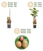 Green boutiQ - Obstpflanze - Actinidia Weiki & Hayward, Produktbild-Vorschau 4