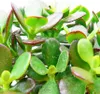 A close-up view of a jade plant with its characteristic thick, green leaves. Voir les images du produit