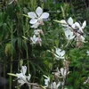 6 x Prachtkerze - Gaura lindheimeri | Topf 9cm x 9cm Náhľad obrázku produktu 2
