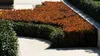 Stauden Gänge 10 x Photinia fraseri 'Red Robin' - Rote Produktbild-Vorschau 7
