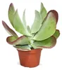 Kalanchoe thyrsiflora "Red Lips" - en pot de 10,5 cm Voir les images du produit 1