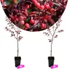 Set mit 2 roten Kirschpflaumen – Prunus Cerasifera – Höhe Produktbild-Vorschau 1