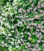 A close-up view of a flowering vine with both white and pink blossoms. Produktbild-Vorschau