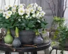 Bloomique - 12er Set - Helleborus Niger - Christrose - Produktbild-Vorschau 2