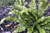 Stauden Gänge 10 x Phyllitis scolopendrium 'Angustifolium' Produktbild-Vorschau 7