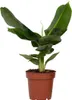 Bananaier nain - Musa 'Oriental Dwarf' - Hauteur 25-40cm - Voir les images du produit 1