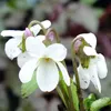 6 x Duft Veilchen  - Viola odorata 'Alba'  | Topf 9cm x 9cm Produktbild-Vorschau 2