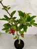 Malus domestica Ballerina 'Flamenco' Melo colonnare, albero Anteprima dell’immagine prodotto 3
