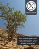 Weihrauch zum Räuchern 50 gr aus Indien Boswellia Serrata – Produktbild-Vorschau 6