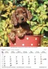 Korsch Kalender 2027: Hunde – Mit wechselnden Tiermotiven Produktbild-Vorschau 13