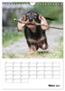 Geliebte Rabauken - Rauhaardackel (Wandkalender 2027 DIN A4 Produktbild-Vorschau 6