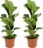 Bloomique - 2er Set - Ficus Lyrata Bambino - Geigenfeige - Produktbild-Vorschau 1