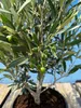 A close-up view of a small olive tree in a pot, with green olives on its branches. Voir les images du produit