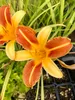 6 x Hemerocallis 'Frans Hals' - Daylily - vaso 9x9 cm Anteprima dell’immagine prodotto 1