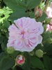 Rosa Romantic Siluetta ® - Ramblerrose Romantic Siluetta ® Produktbild-Vorschau 1