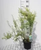 Spiraea thunbergii - Brautspiere  40- 60 cm - Container Produktbild-Vorschau 1