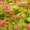 A close-up view of a Japanese Maple tree with vibrant green leaves and pink and red new growth. Produktbild-Vorschau