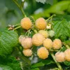 A close-up view of several yellow raspberries growing on a plant with green leaves. Produktbild-Vorschau