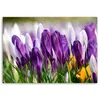 Leinwandbild wiese mit krokussen 90x60 cm Feeby lila Produktbild-Vorschau 3