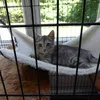 A kitten is resting in a hammock inside a cage, with trees visible through a window in the background. Produktbild-Vorschau