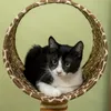 PawHut Kraboom 101 cm, kattenkooi in giraffendesign, met Productafbeelding-voorbeeld 9
