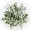 Senecio maritima Silberblatt Dekorative Pflanze mit Produktbild-Vorschau 3
