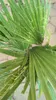 Washingtonia robusta 70-100 cm Washingtonpalme Fächerpalme Produktbild-Vorschau 3