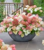 BALDUR-Garten 5x Niedrige Hortensie 'Groundbreaker®', Produktbild-Vorschau 2