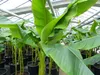Bananenstaude als 3er Gruppe  Banane Musa Basjoo 220 cm Produktbild-Vorschau 5