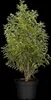 Prunus lusitanica, Portugiesischer Lorbeer, immergrün, Produktbild-Vorschau 13