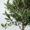 A close-up view of an olive tree's branches and leaves. Produktbild-Vorschau