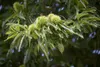Castanea sativa, Esskastanie, 80–100 cm Produktbild-Vorschau 2