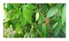 10x Cyclanthera pedata Hörnchenkürbis Garten Pflanzen - Produktbild-Vorschau 2