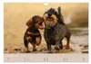 Dackel - lustige Gesellen auf kurzen Beinchen (Wandkalender Produktbild-Vorschau 6