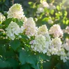 Hortensia - Set de 3 - Hydrangea paniculata 'Phantom' - Voir les images du produit 4
