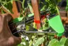A hand using a green and silver plant tying tool to attach a tomato plant stem to a wooden stake with a red tie. Náhľad obrázku produktu