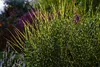 Stauden Gänge 1 x Miscanthus sinensis 'Zebrinus' im 1 Liter Produktbild-Vorschau 7