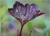 10x Rubus chamaemorus Moltebeere Garten Pflanzen - Samen Produktbild-Vorschau 6