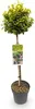 Green boutiQ - Plant op Stam - Euonymus fortunei Emerald n Voir les images du produit 2