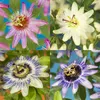 GreenboutiQ - Fleurs de Passions - Passiflora Rainbow - Voir les images du produit 4