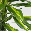 Dragonnier - Dracaena fragrans 'Cintho' - Hauteur 140-150cm Voir les images du produit 3