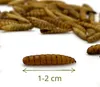 Larve di mosca soldato nera essiccate per rettili, roditori Anteprima dell’immagine prodotto 3