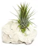 Tillandsia na zanzibar rock - s - 1 rostlina Náhľad obrázku produktu 3