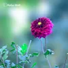 Blumendünger - Dünger für gesunde Blumen – 3 Kg / Produktbild-Vorschau 10